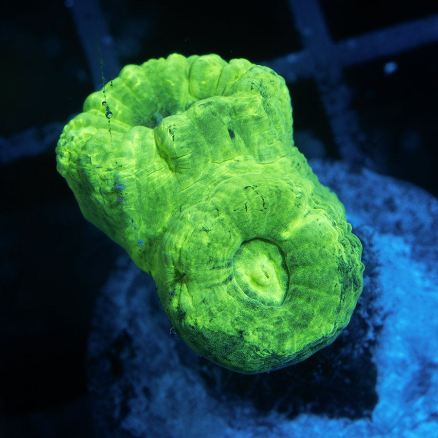SBM Caulastrea Hulk 2 pol