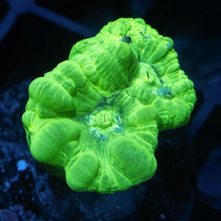 SBM Caulastrea Hulk 2 pol Superultra (espectacular)