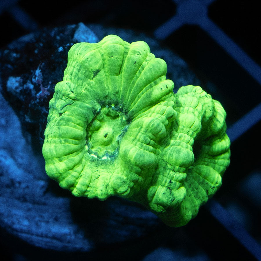 SBM Caulastrea Hulk 2 pol Superultra (espectacular)