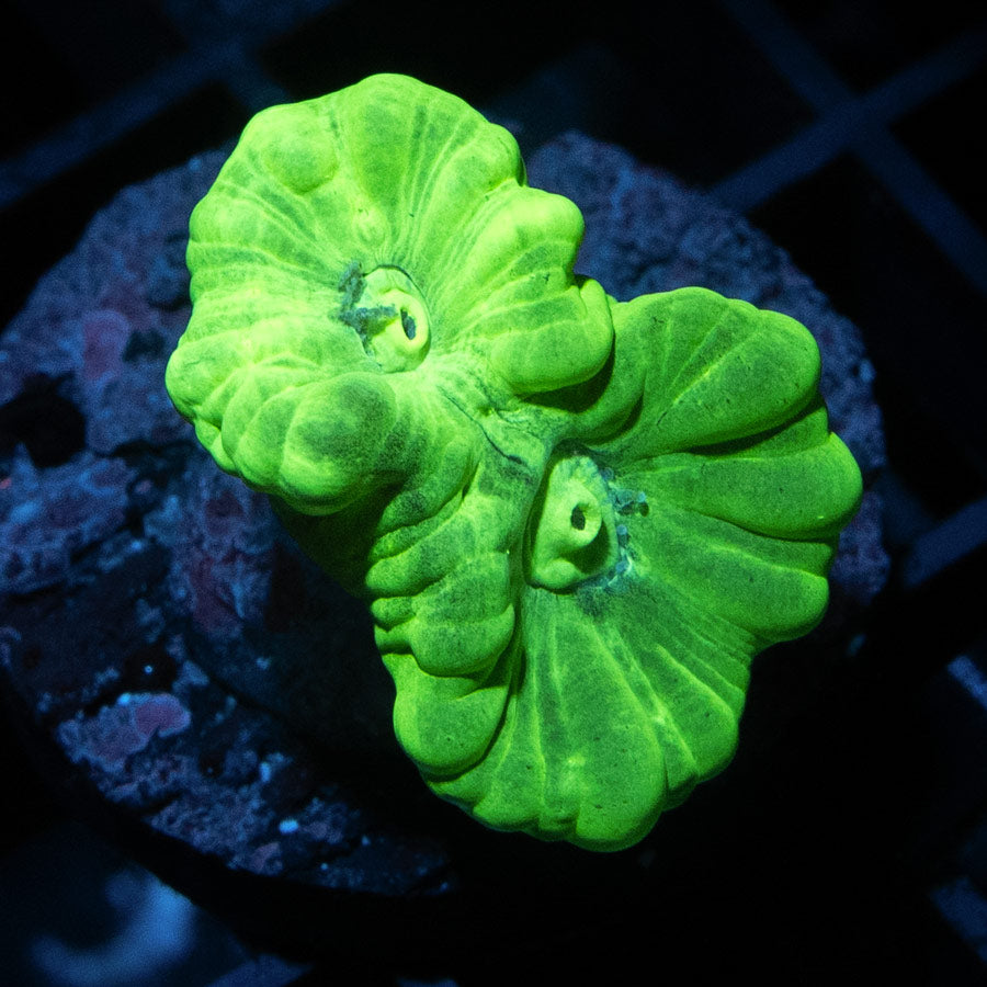 SBM Caulastrea Hulk 2 pol Superultra (espectacular)