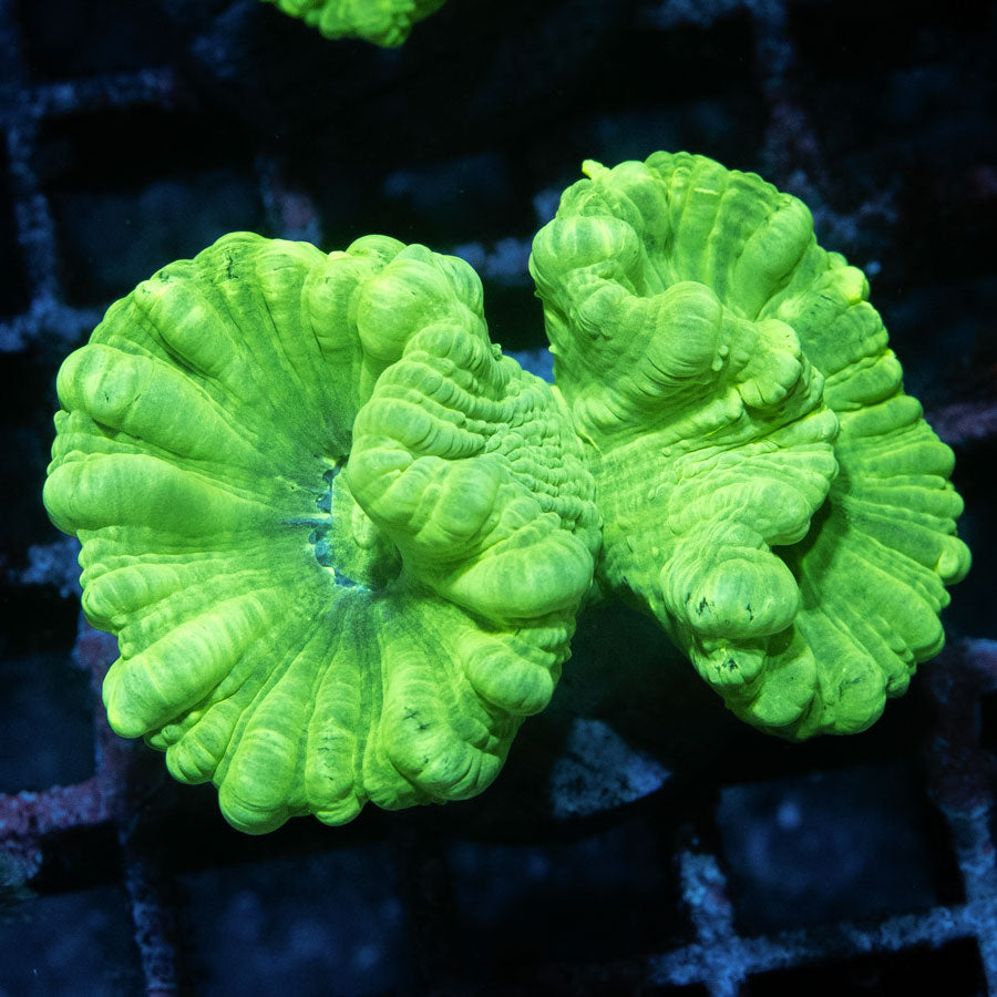 SBM Caulastrea Hulk 2 pol