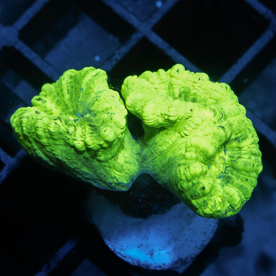 SBM Caulastrea Hulk