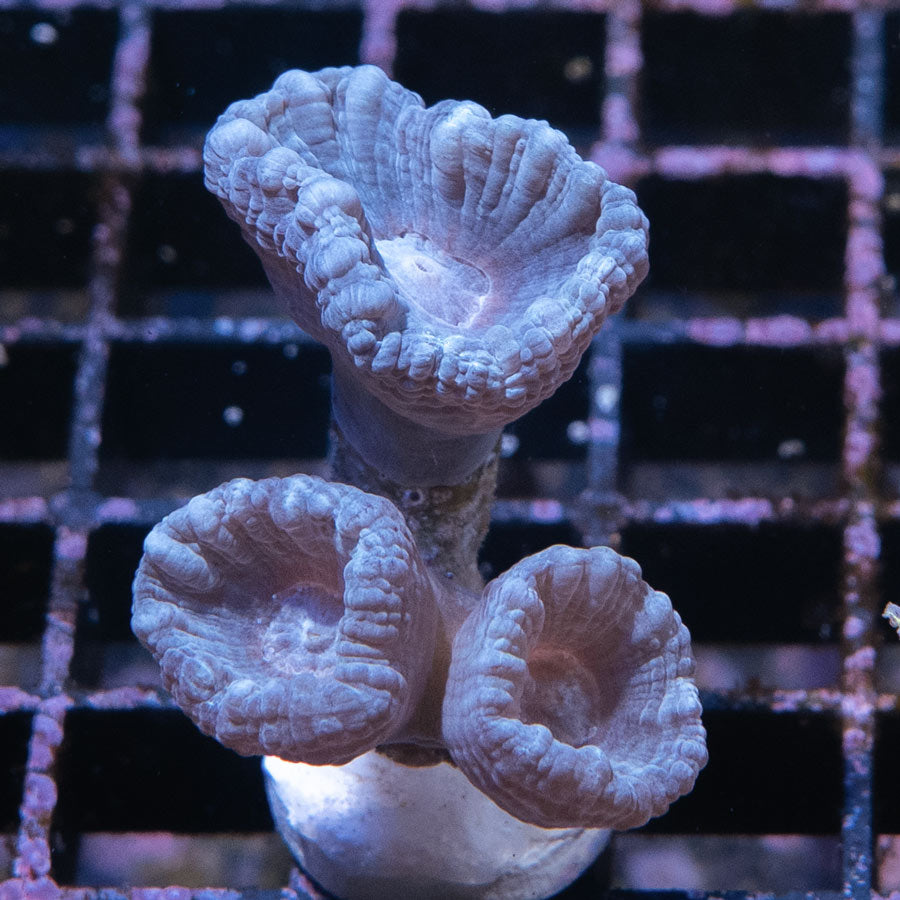 SBM Caulastrea Lavender In Spring
