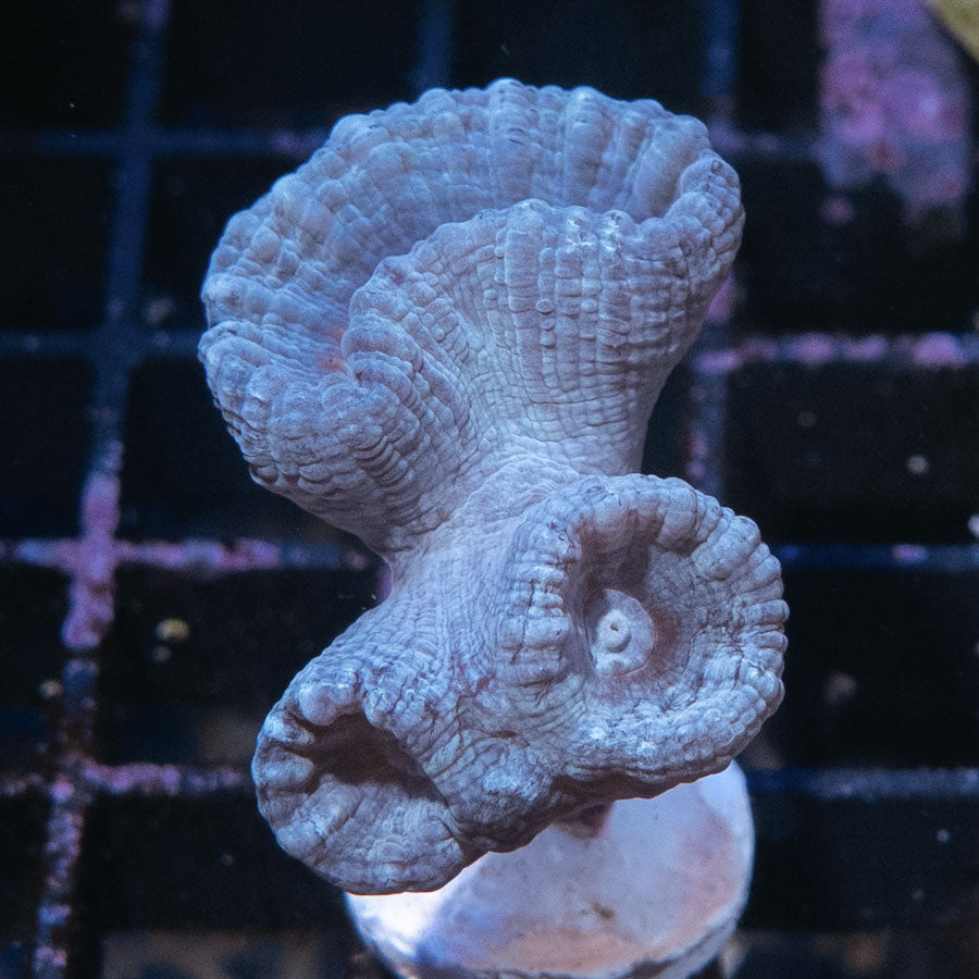 SBM Caulastrea Lavender In Spring