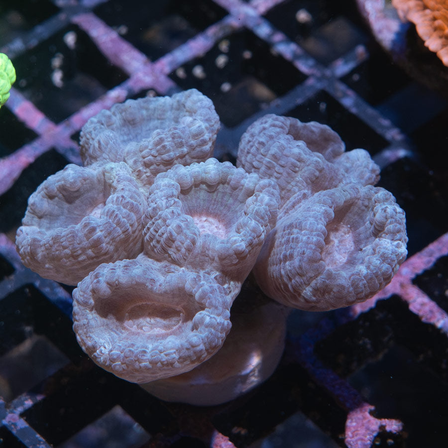 SBM Caulastrea Lavender In Spring
