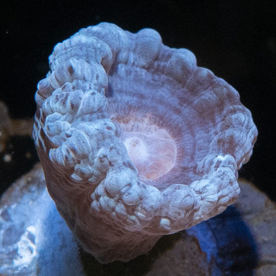 SBM Caulastrea "Lavender in Spring"