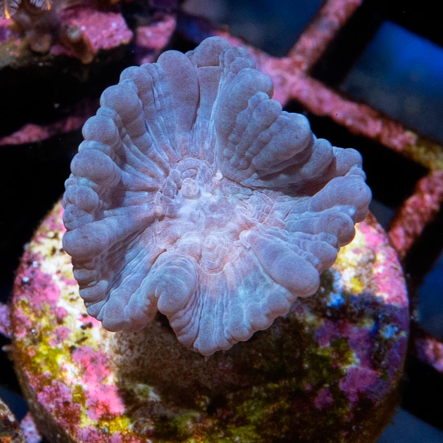 SBM Caulastrea Lila "Lavender in spring"
