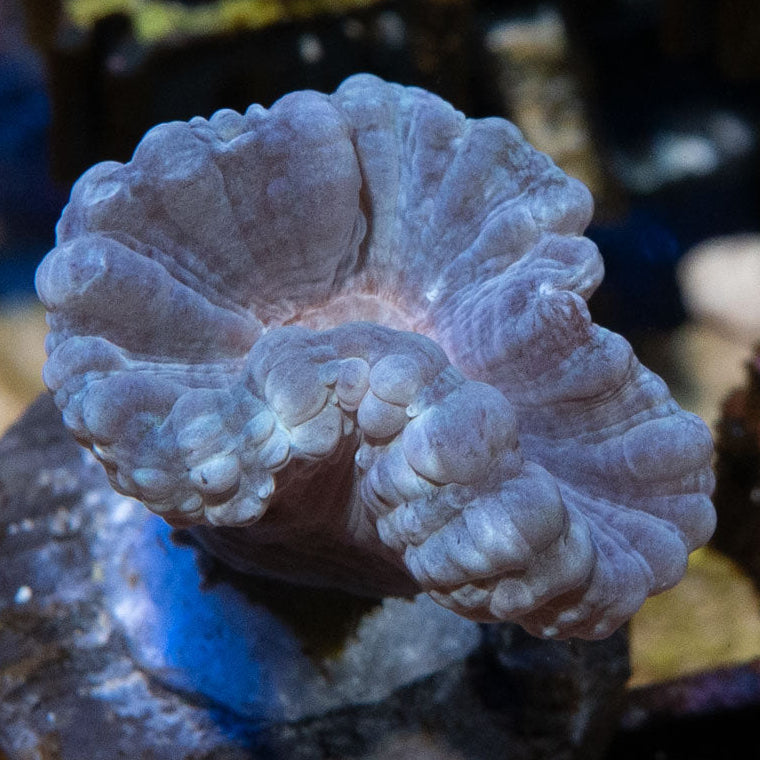 SBM Caulastrea "Lavender in Spring"