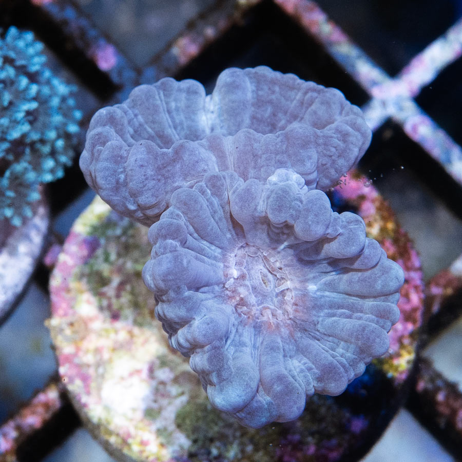 SBM Caulastrea Lila "Lavender in spring" (3 pol en división)