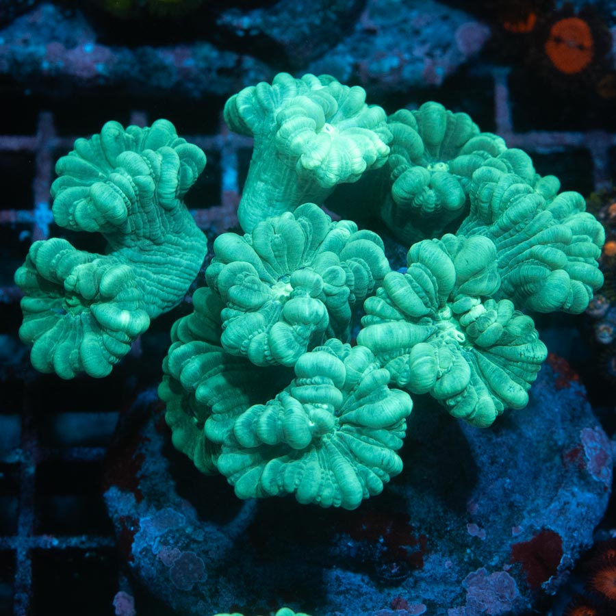 SBM Caulastrea XXL