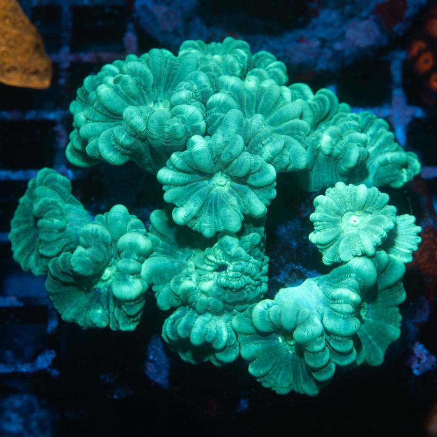 SBM Caulastrea XXL
