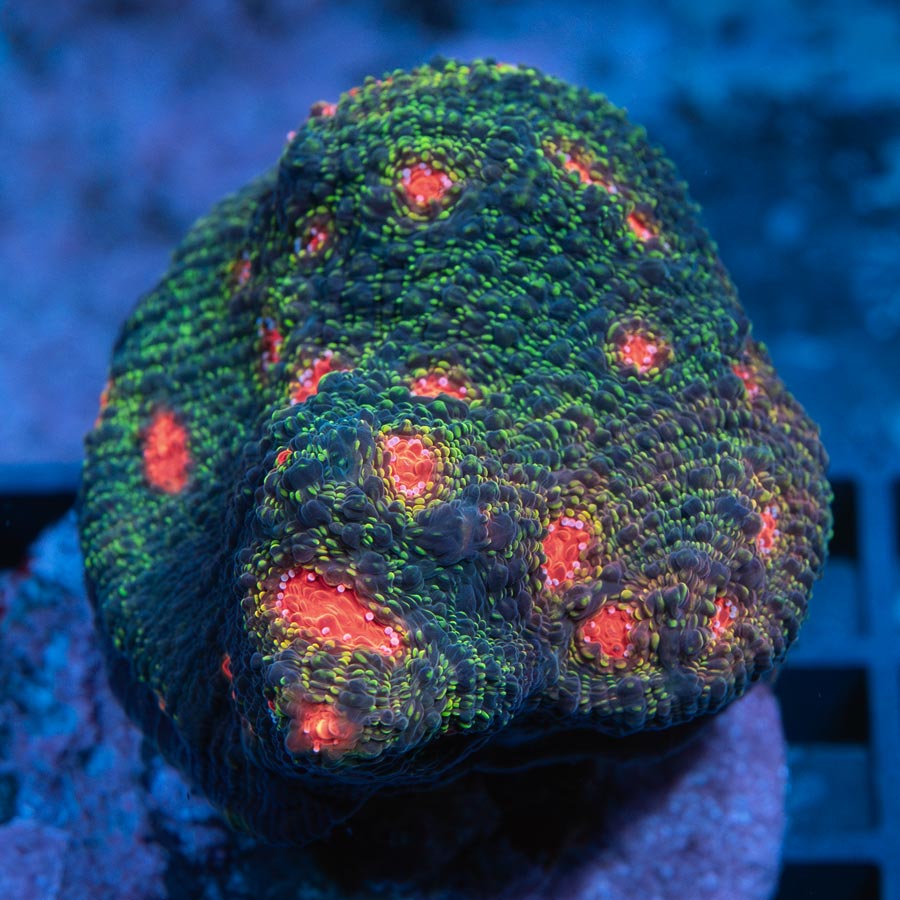 SBM Chalice Bubble Gum 6 cm