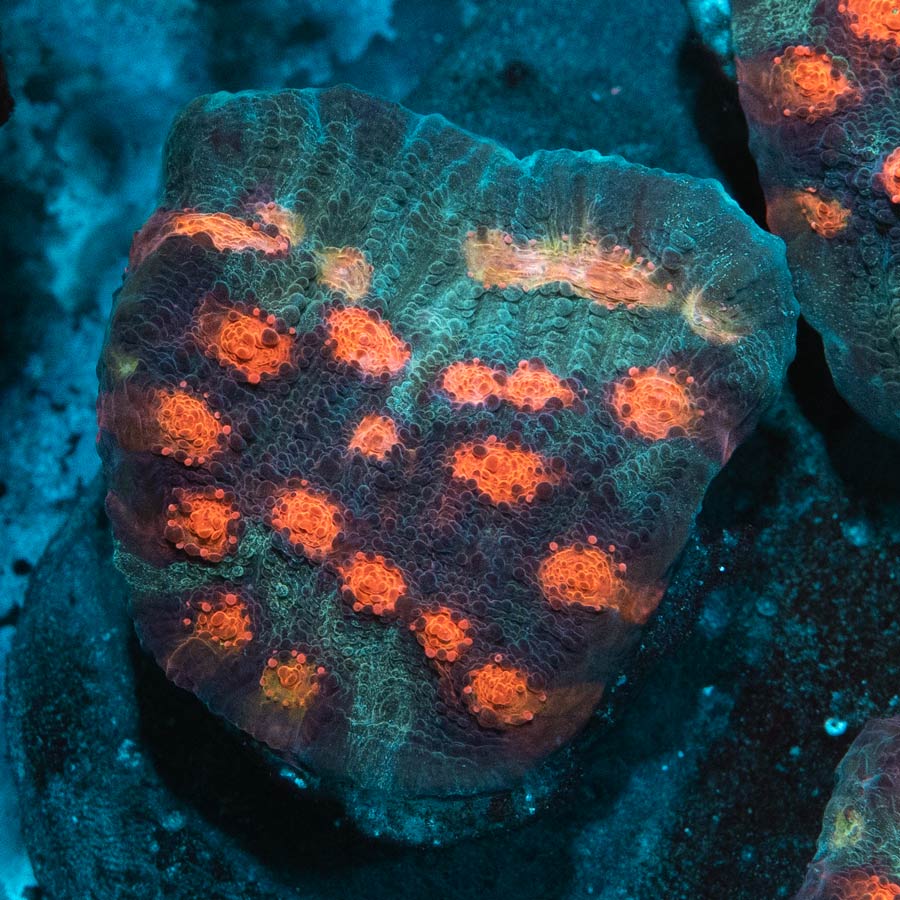 SBM Chalice Mars Attack