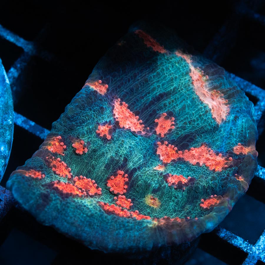 SBM Chalice Mars Attack