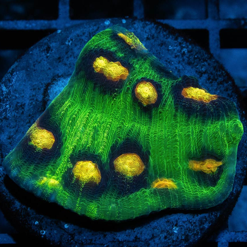 SBM Chalice Raja Rampage 10 bocas