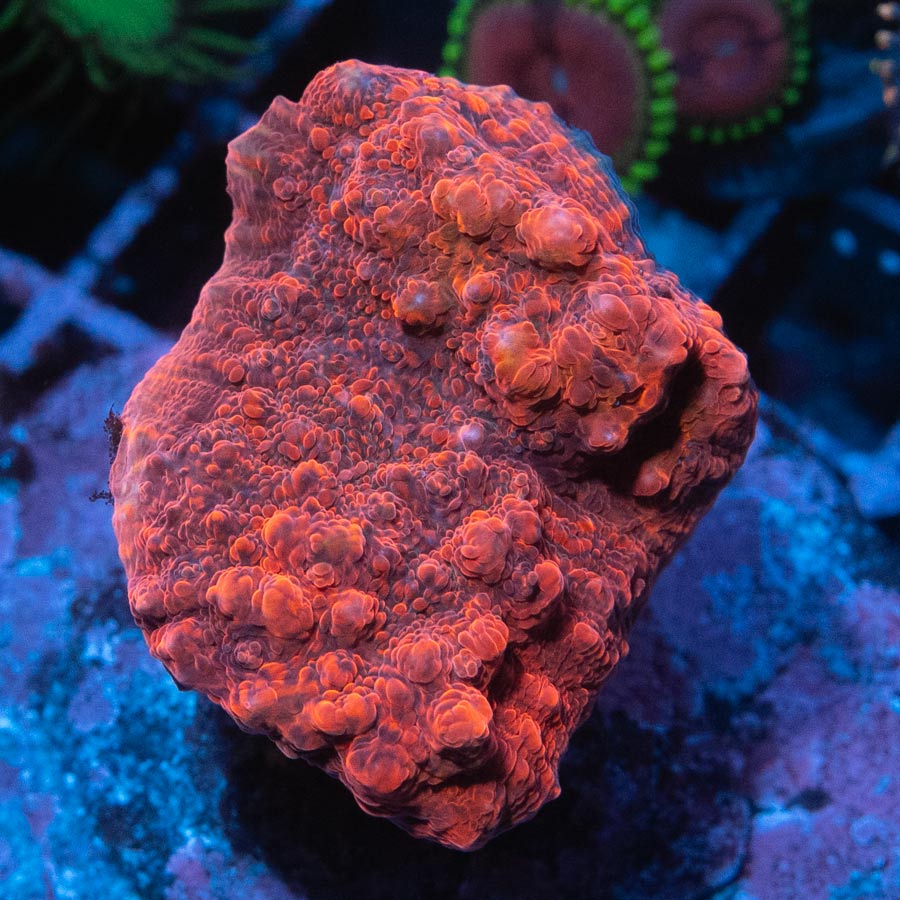 SBM Chalice Vulcano