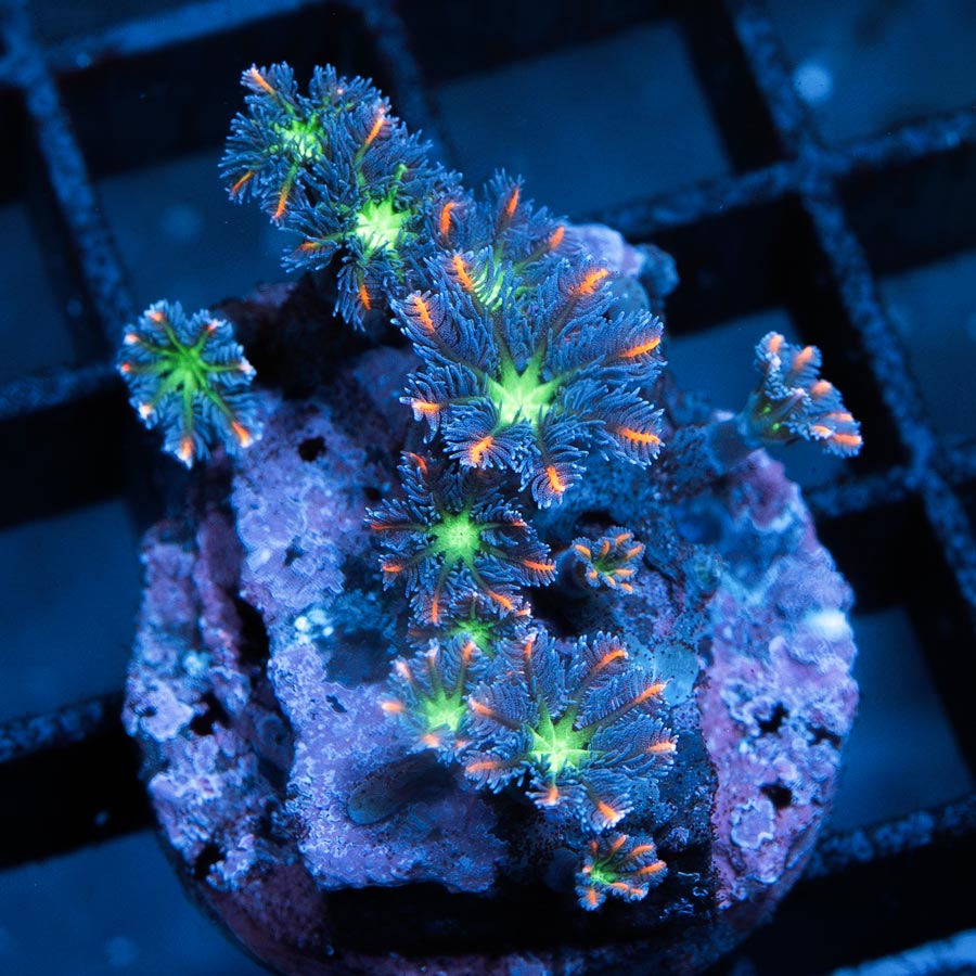 SBM Clavularia Papaya Rainbow Infusion