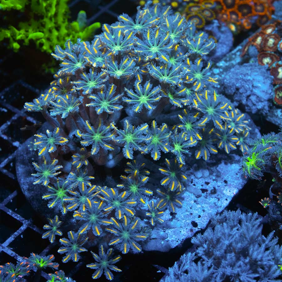 SBM Clavularia Papaya Orange Infusion XXL