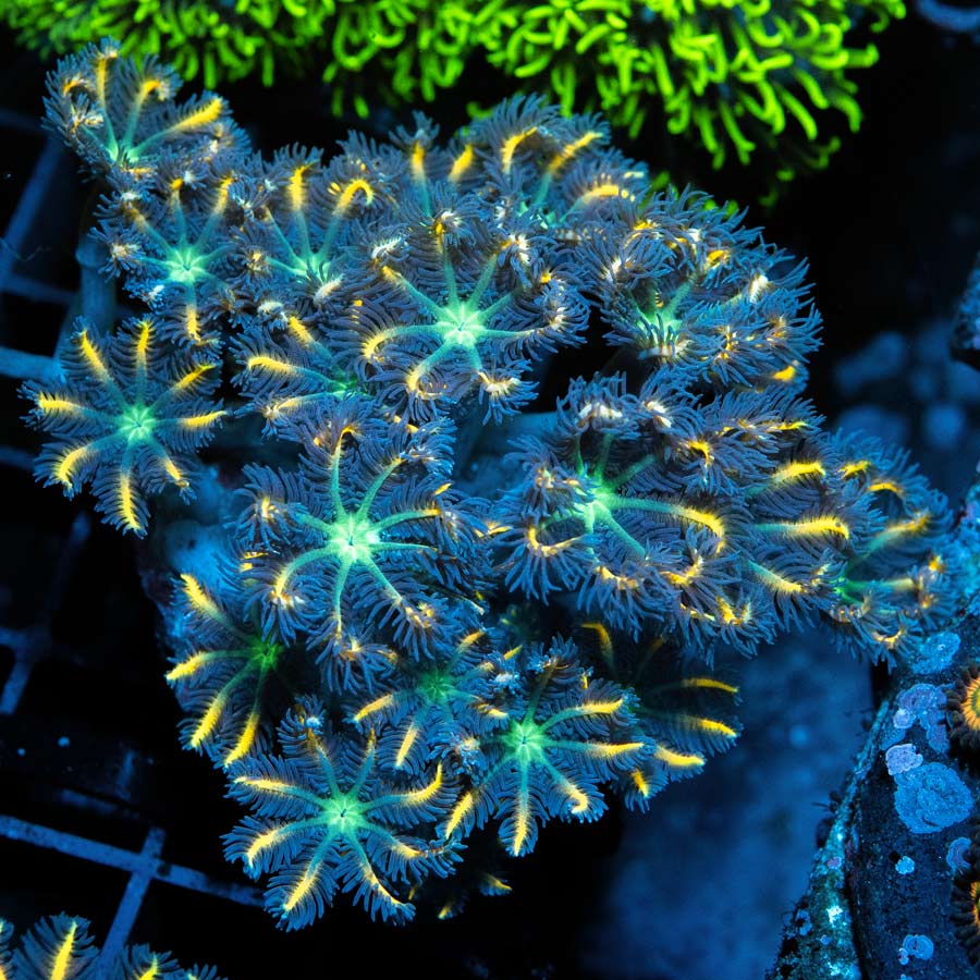 SBM Clavularia Papaya Orange Infusion
