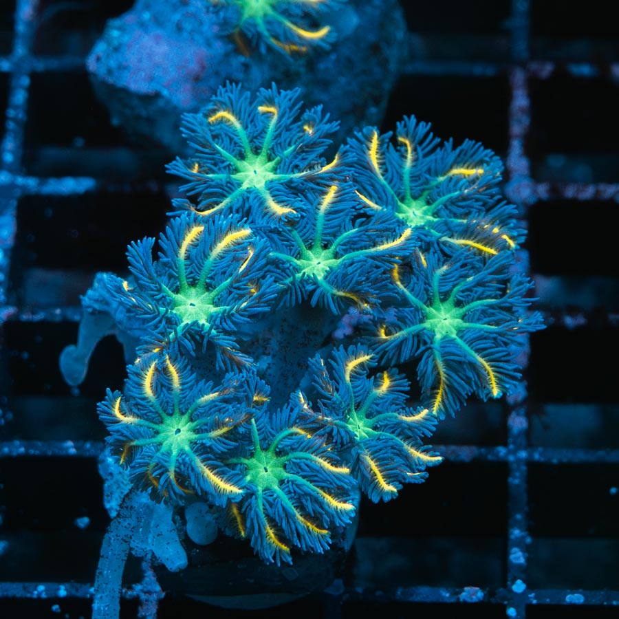 SBM Clavularia Papaya Orange Infusion