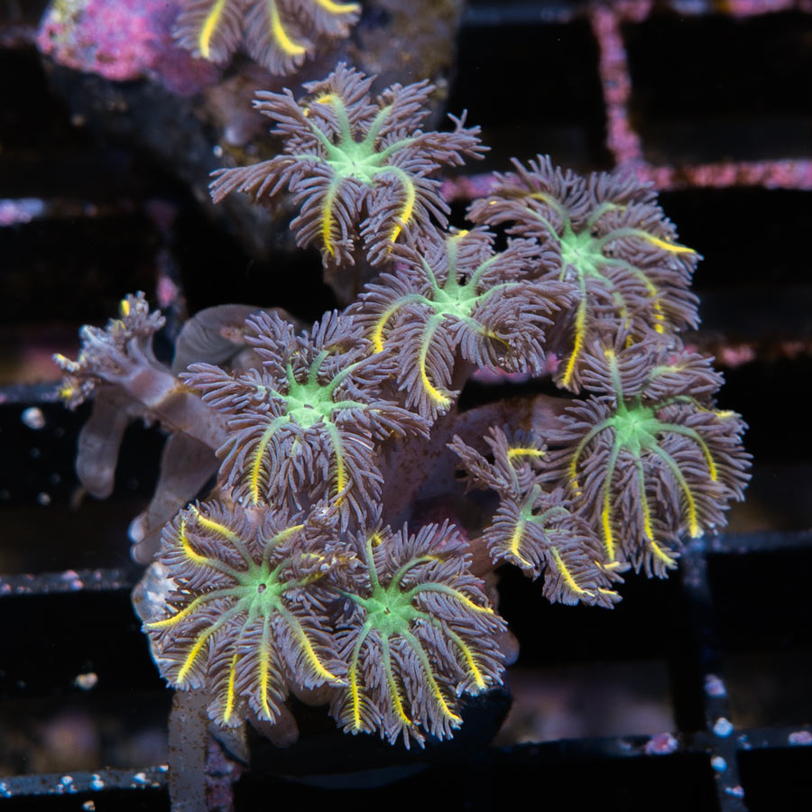 SBM Clavularia Papaya Orange Infusion