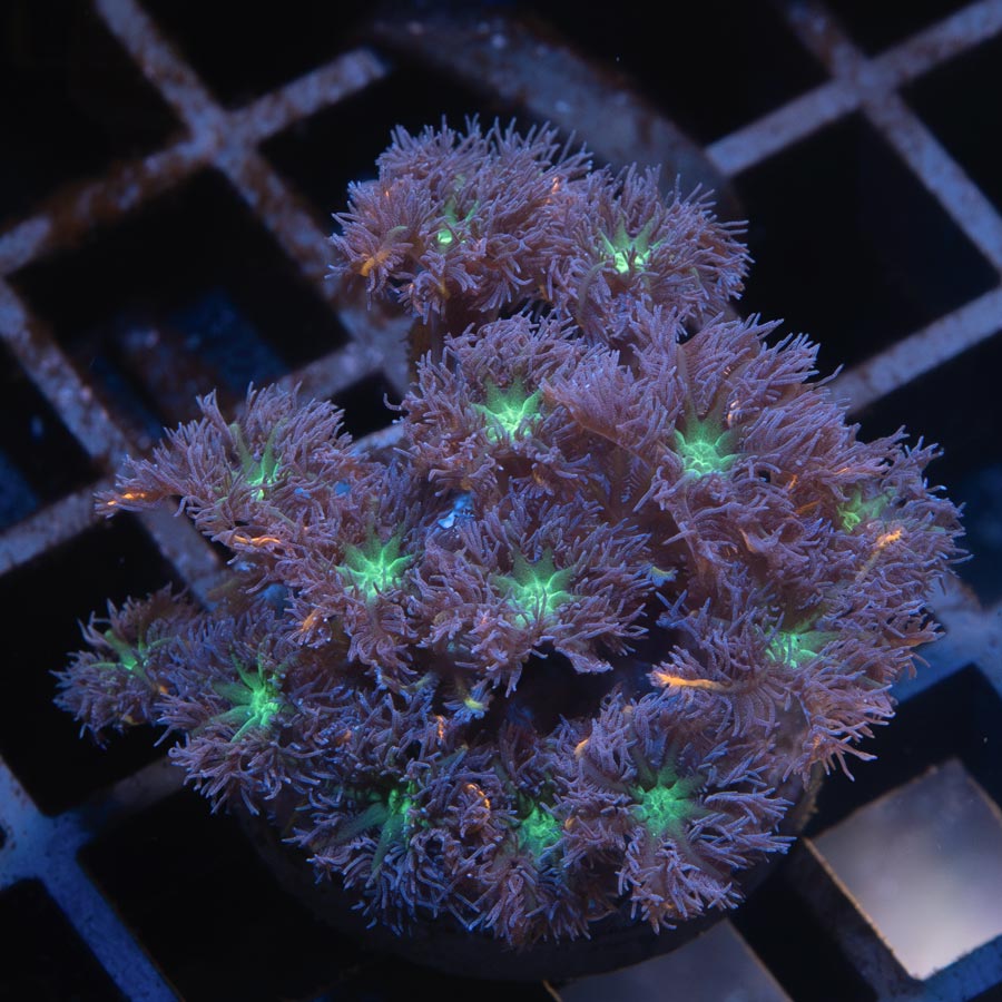 SBM Clavularia Papaya ''Rainbow Infusion''