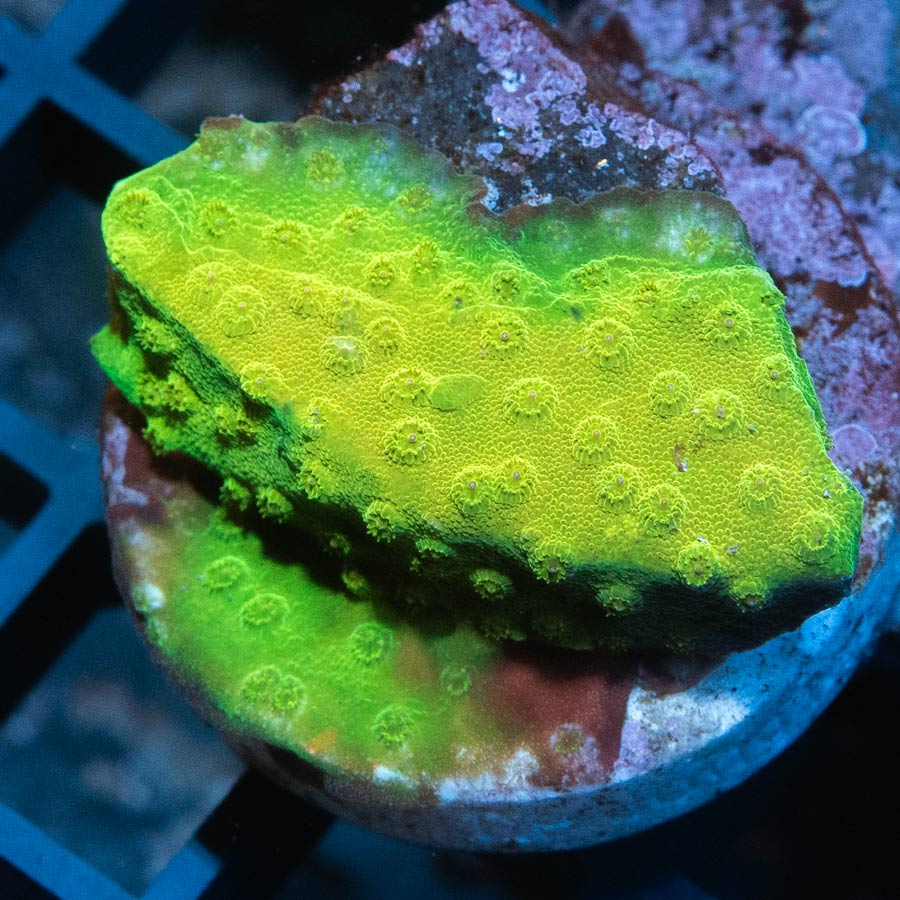 SBM Cyphastrea Banana (coleccionista) (poca luz)