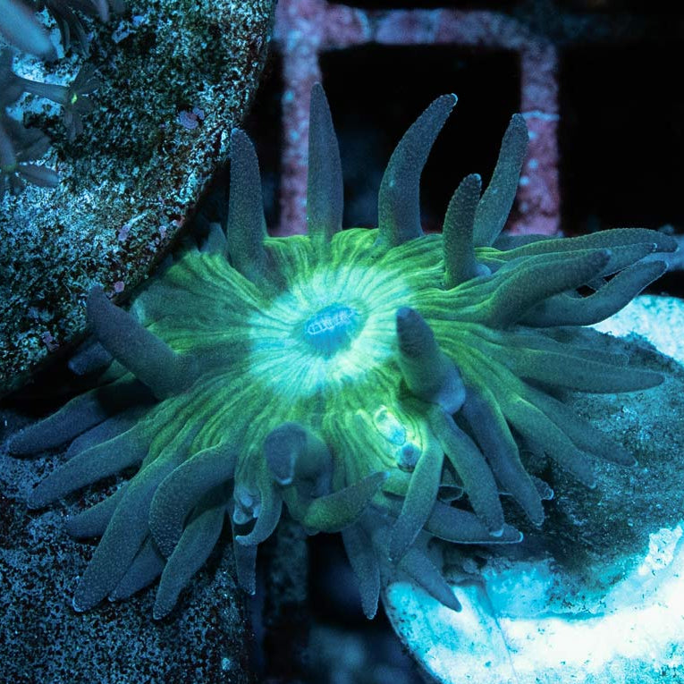 SBM Duncanopsammia Axifuga 1 pol