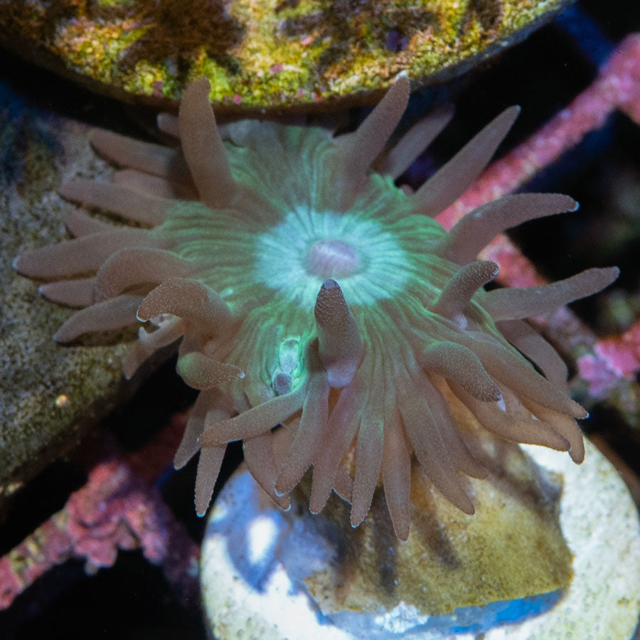 SBM Duncanopsammia Axifuga 1 pol