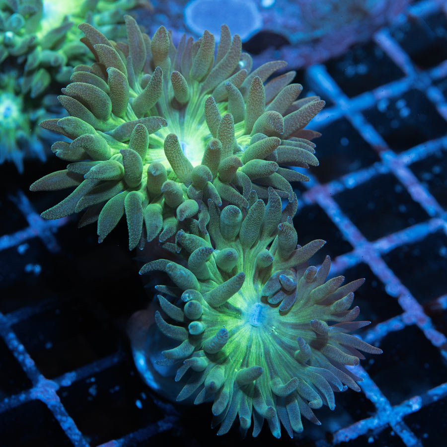 SBM Duncanopsammia Axifuga