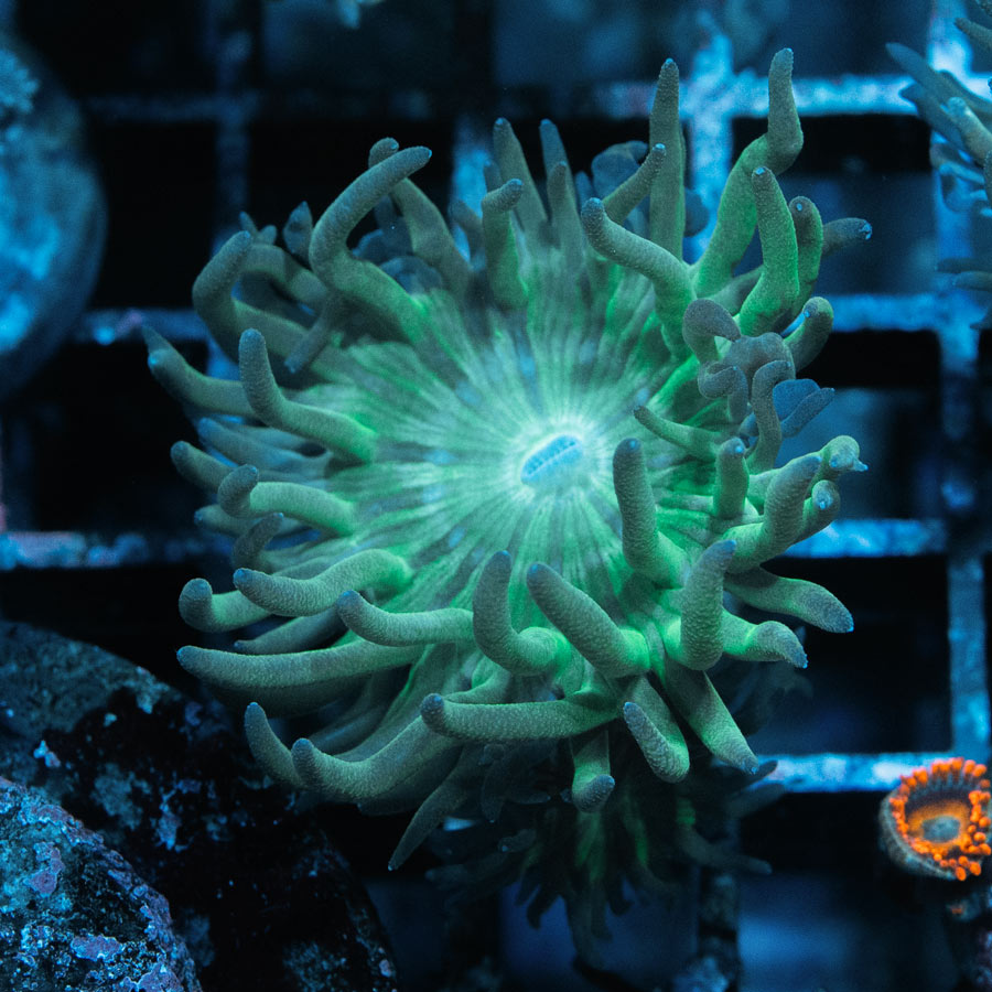 SBM Duncanopsammia Axifuga 2 pol