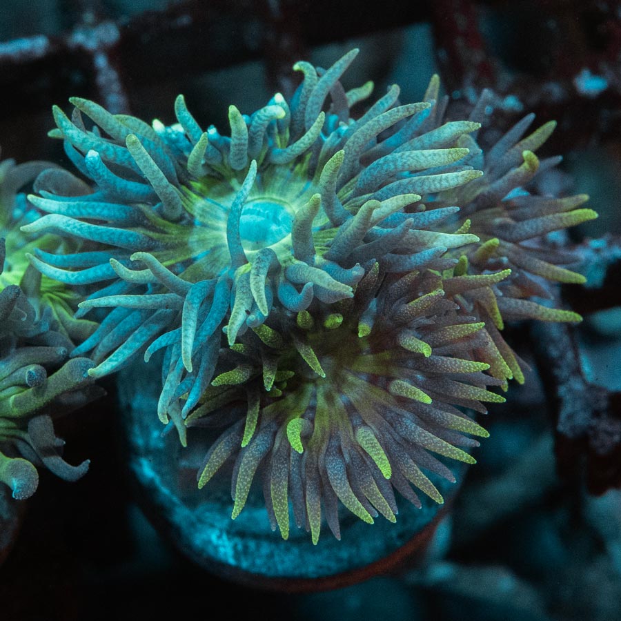 SBM Duncanopsammia Axifuga 3 pol