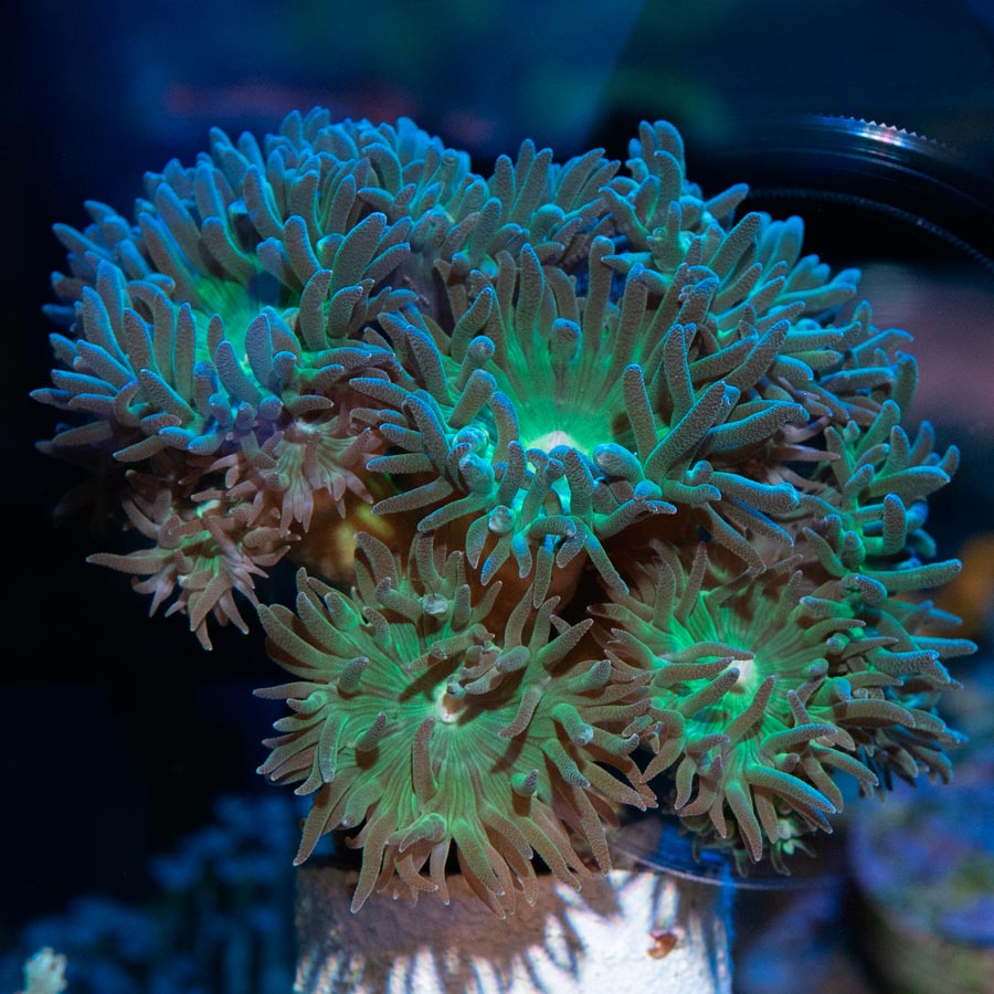 SBM Duncanopsammia Axifuga 18 pol