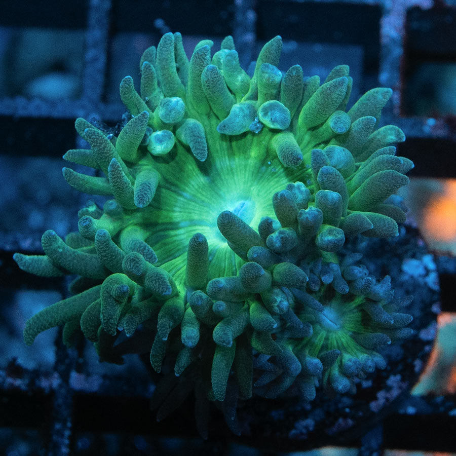 SBM Duncanopsammia Axifuga 2 pol