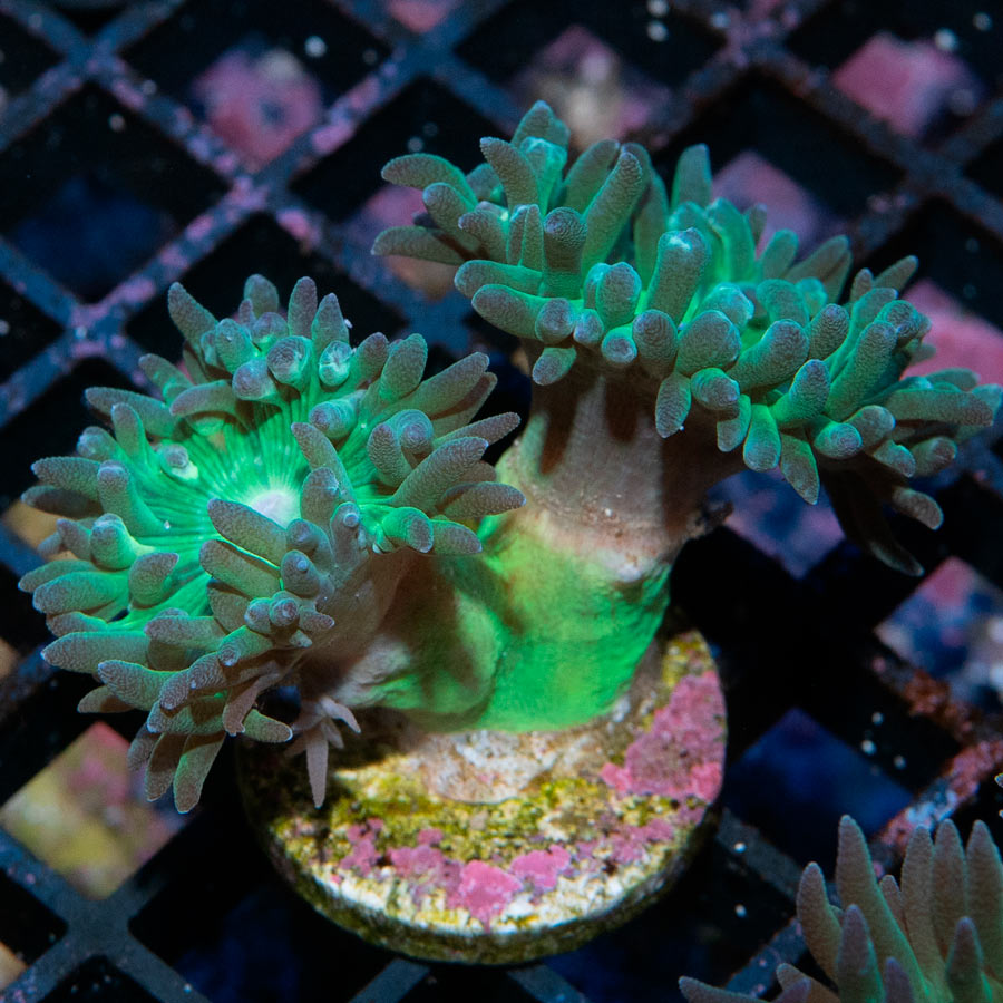 SBM Duncanopsammia Axifuga 2 pol