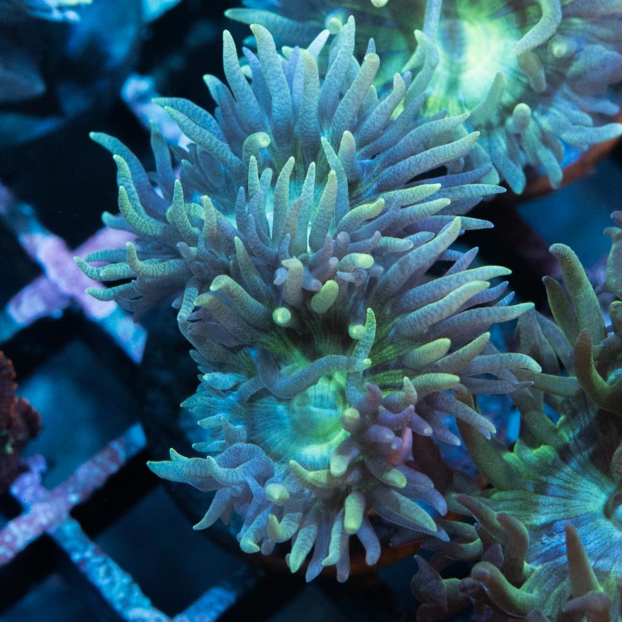 SBM Duncanopsammia Axifuga