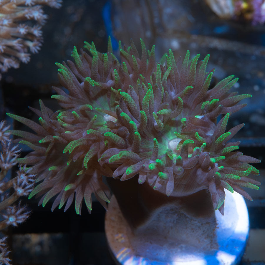 SBM Duncanopsammia Axifuga  "Flamingo" (5 pol)