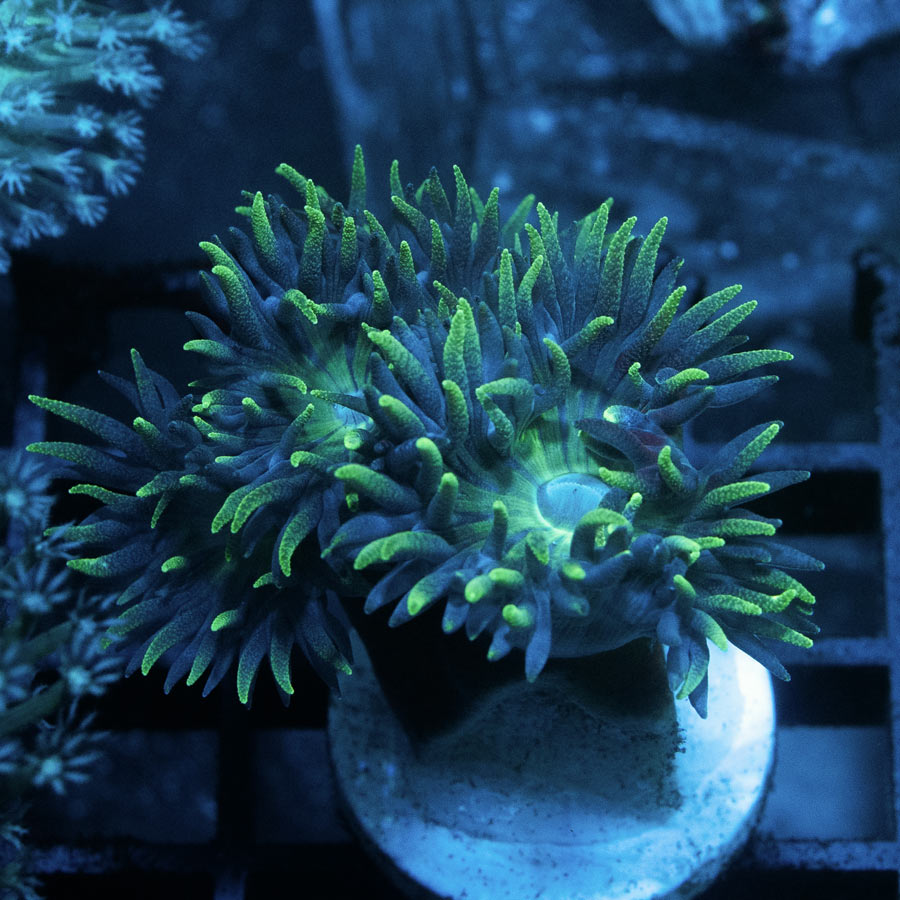 SBM Duncanopsammia Axifuga  "Flamingo" (5 pol)