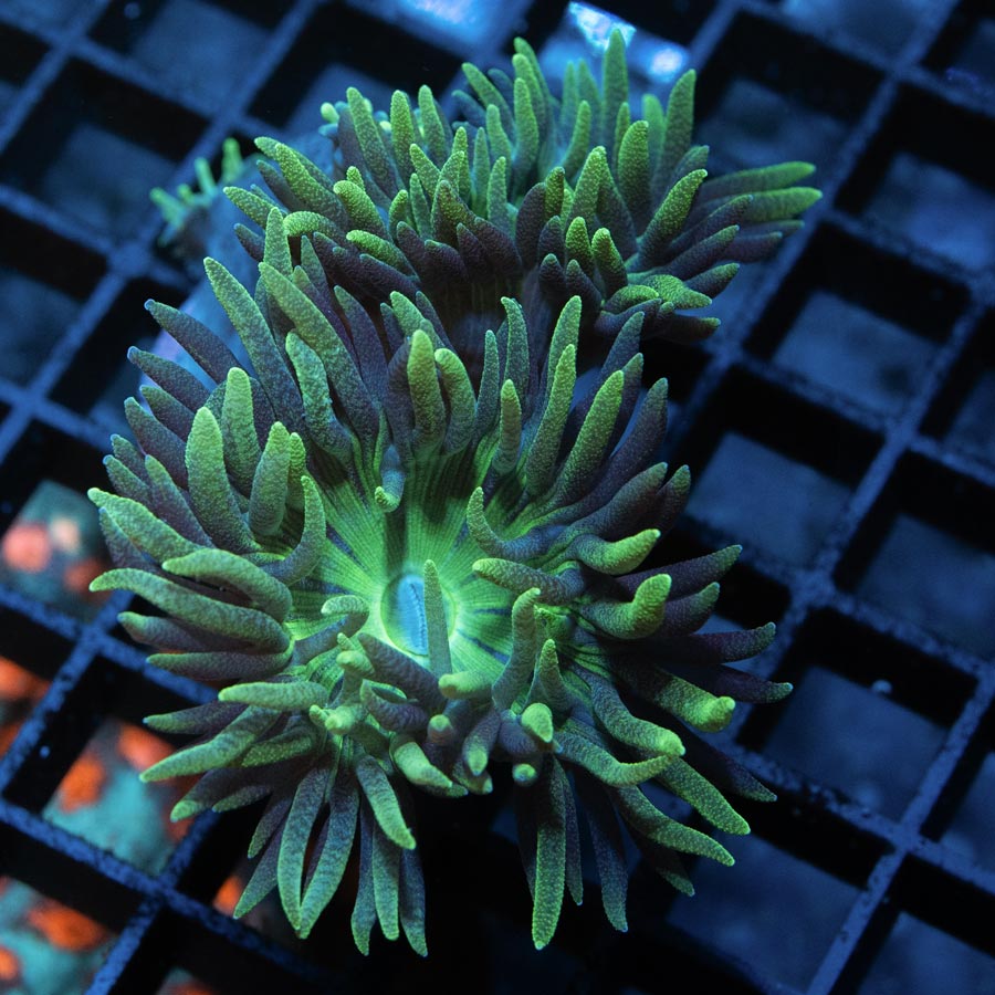 SBM Duncanopsammia Flamingo