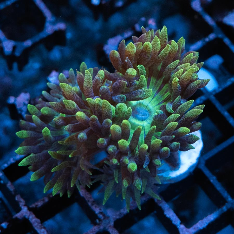 SBM Duncanopsammia Flamingo