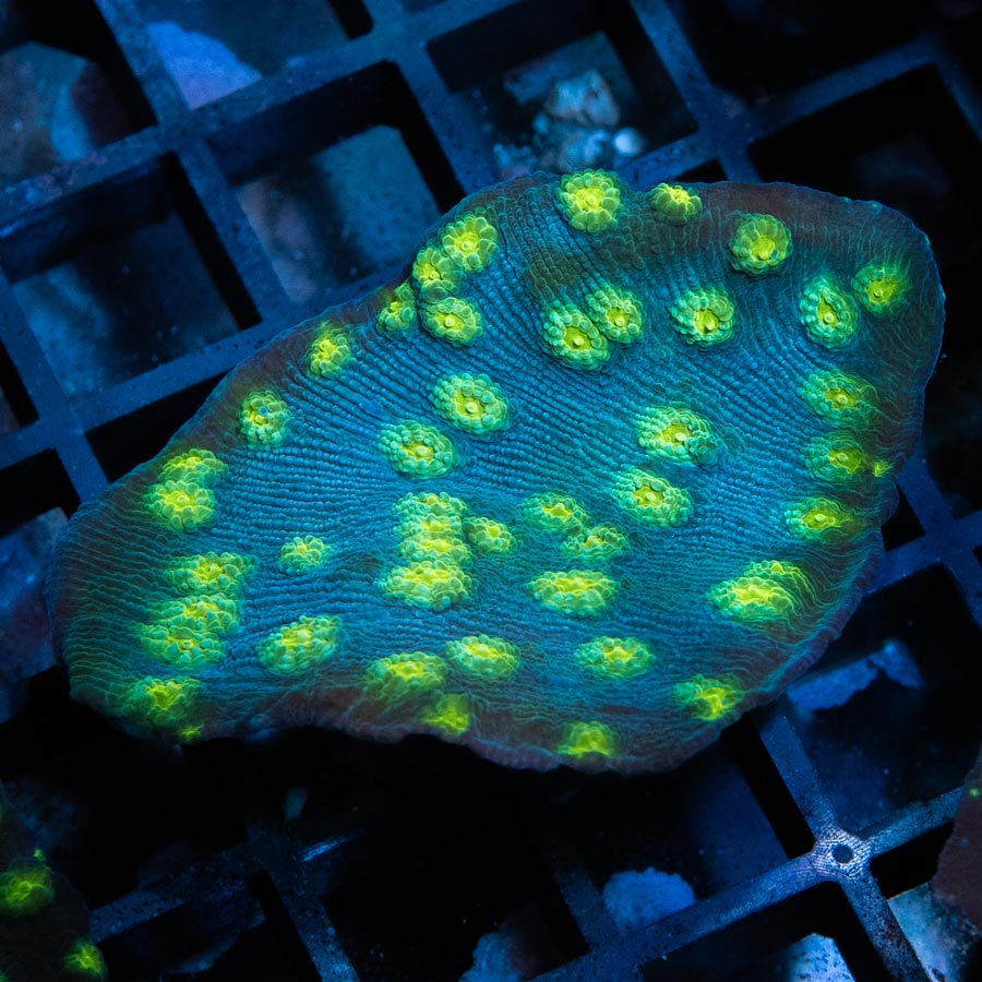 SBM Echinopora  Lamellosa