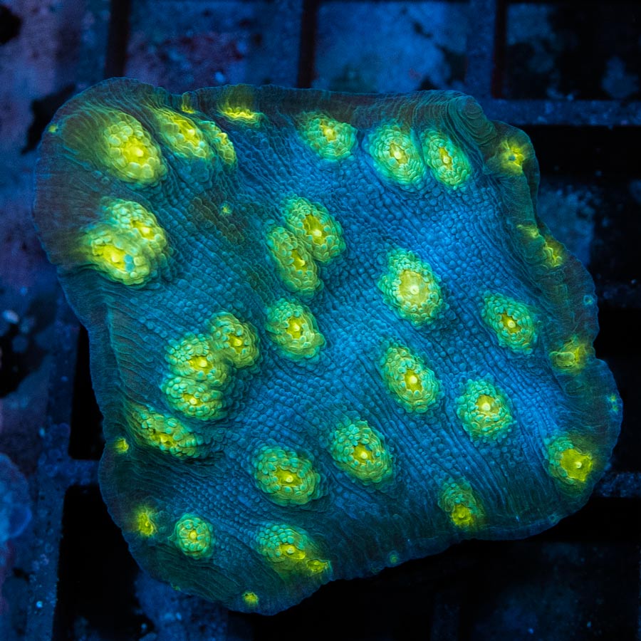 SBM Echinopora Lamellosa