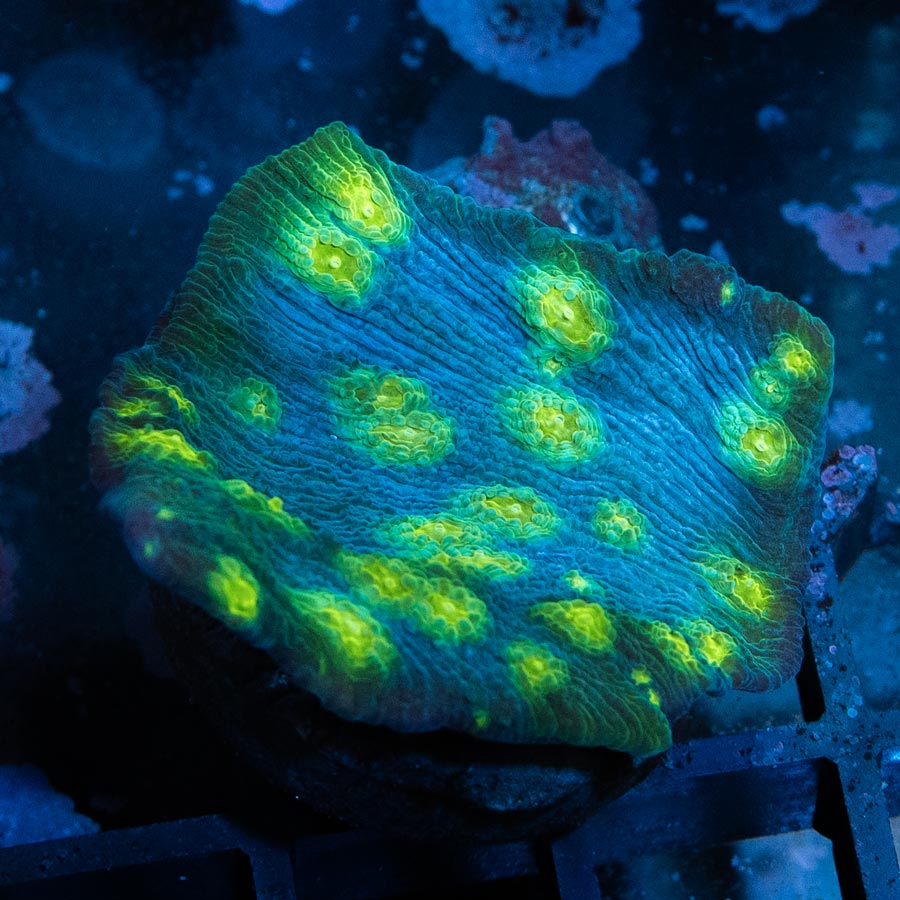 SBM Echinopora Lamellosa