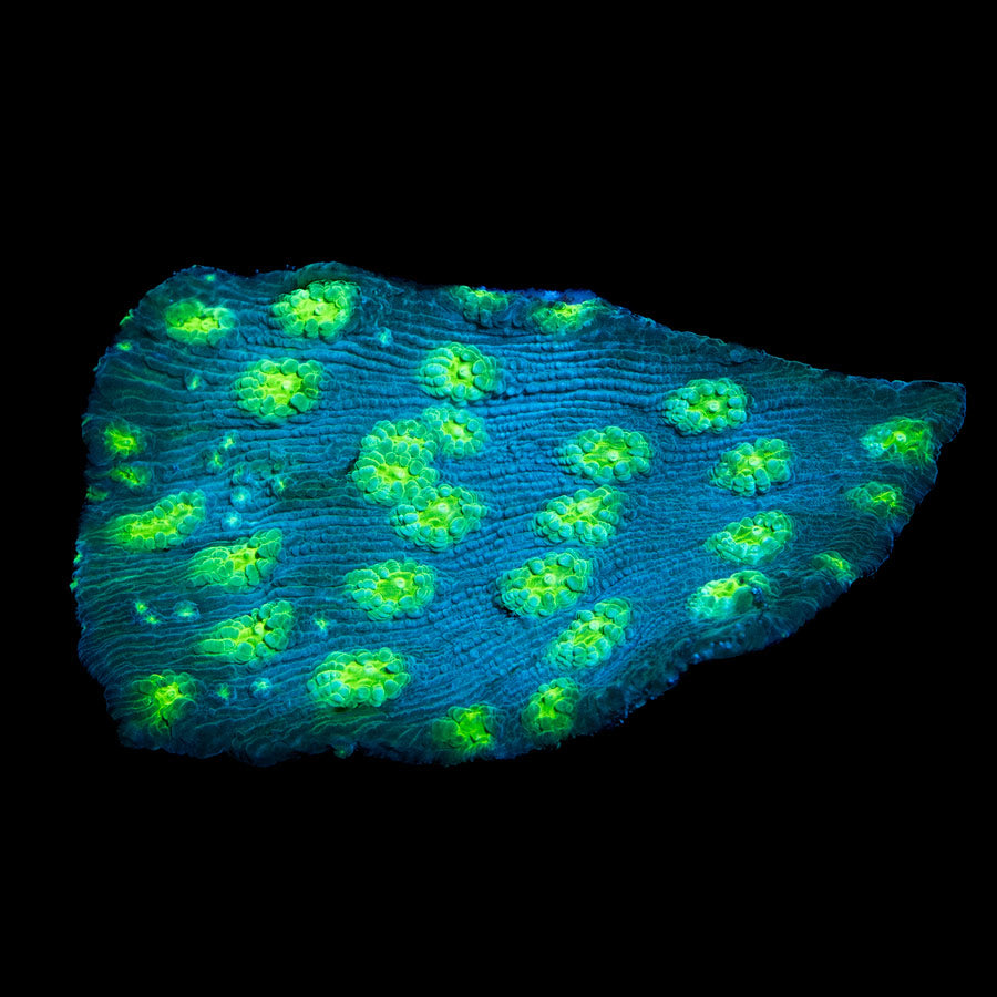 SBM Echinopora Lamellosa