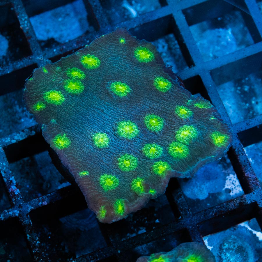 SBM Echinopora Lamellosa
