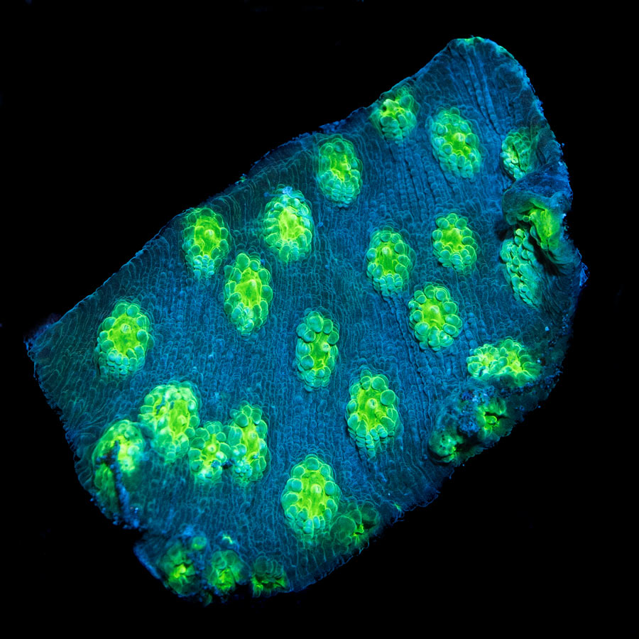 SBM Echinopora Lamellosa
