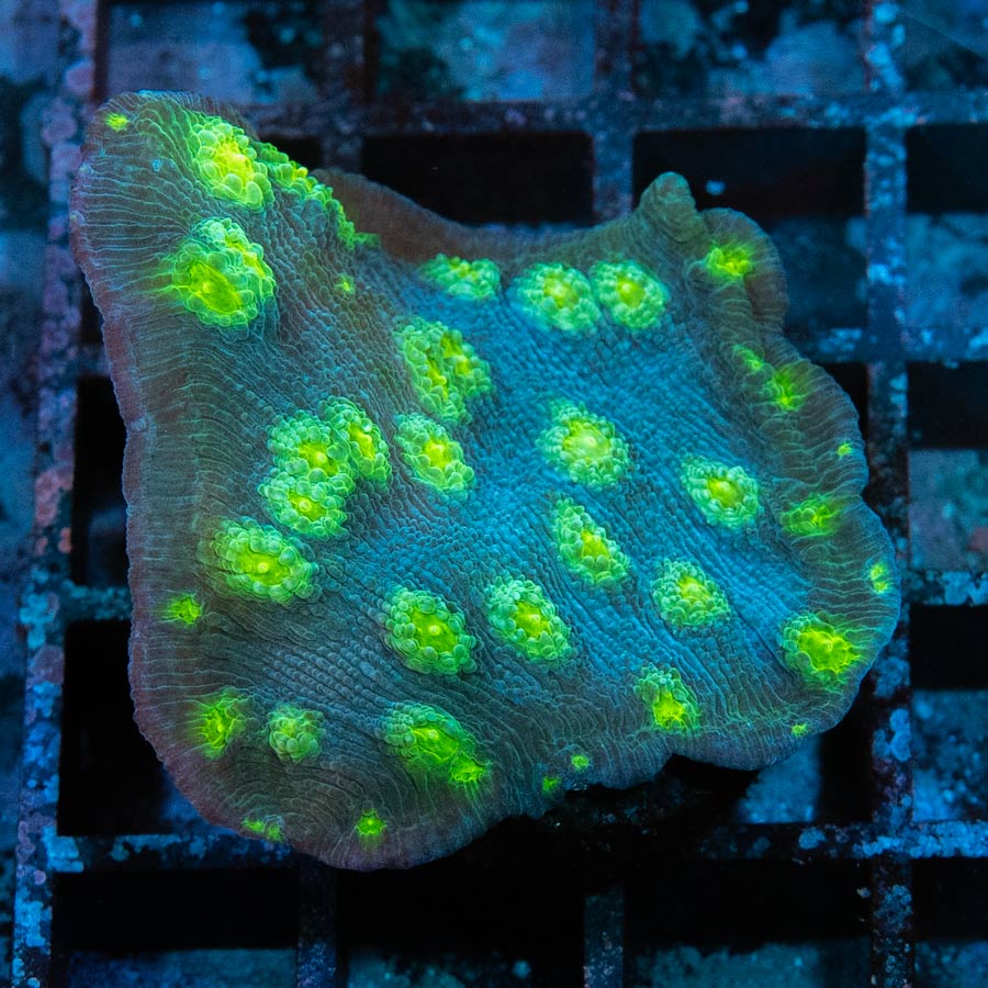 SBM Echinopora Lamellosa