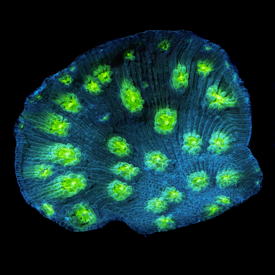 SBM Echinopora Lamellosa