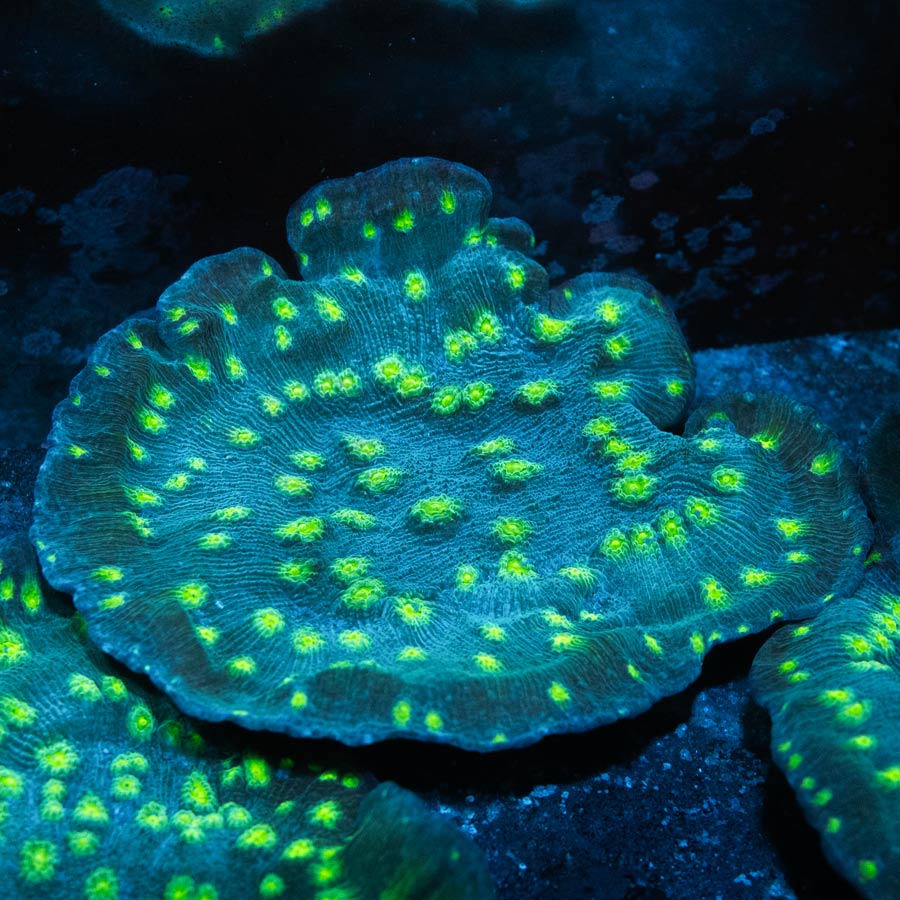 SBM Echinopora Lamellosa