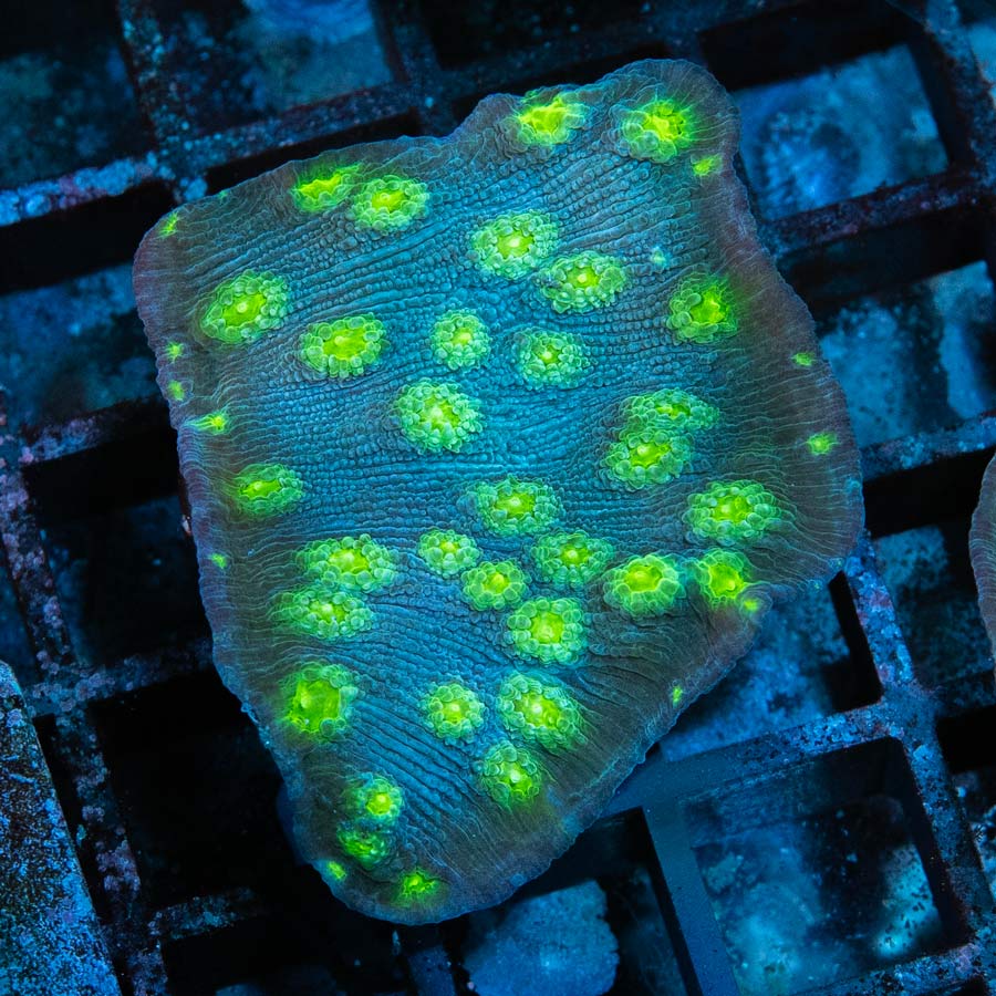 SBM Echinopora Lamellosa
